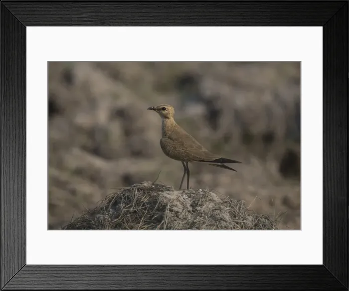 Framed Print : Picture No. 11806982 Framed Print : Picture No. 11806982
