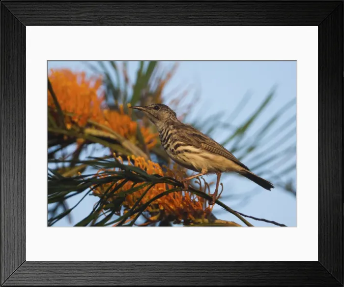 Framed Print : Picture No. 11806983 Framed Print : Picture No. 11806983