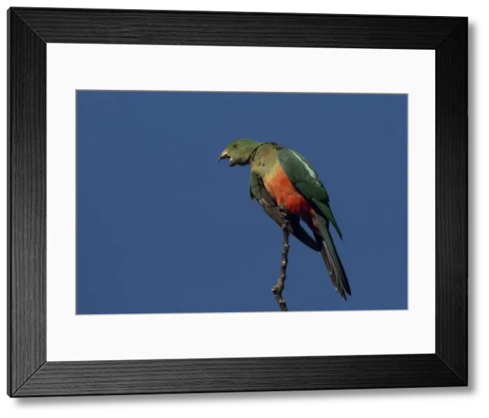 Framed Print : Picture No. 11806985