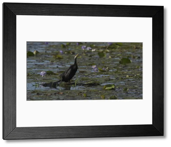 Framed Print : Picture No. 11806987 Framed Print : Picture No. 11806987