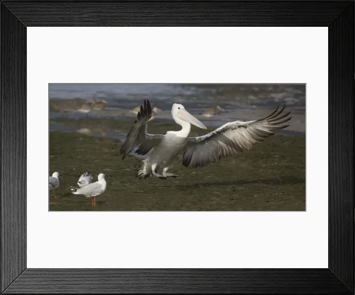 Framed Print : Picture No. 11806984 Framed Print : Picture No. 11806984