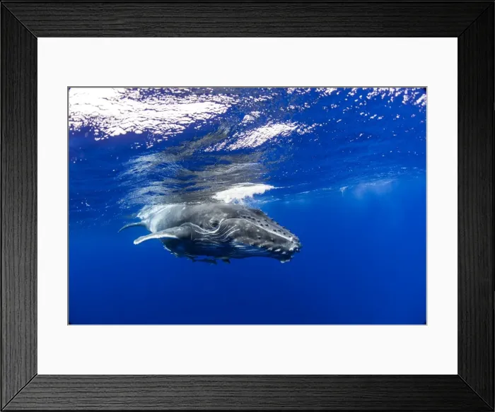 Framed Print : Picture No. 11806989 Framed Print : Picture No. 11806989
