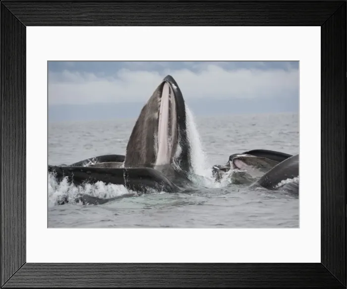 Framed Print : Picture No. 11806991 Framed Print : Picture No. 11806991