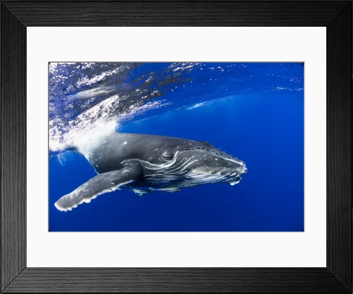 Framed Print : Picture No. 11806990 Framed Print : Picture No. 11806990