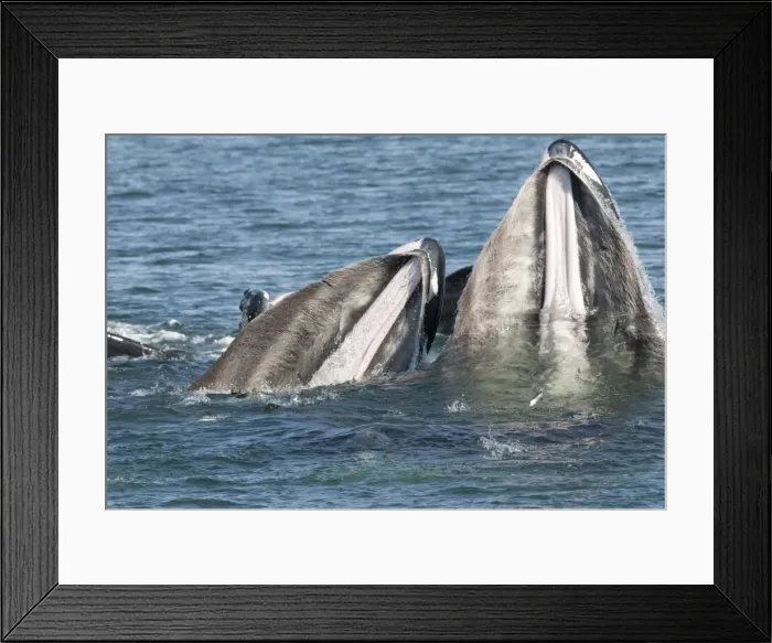 Framed Print : Picture No. 11806993 Framed Print : Picture No. 11806993