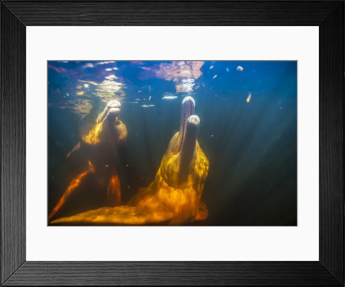 Framed Print : Picture No. 11806994 Framed Print : Picture No. 11806994