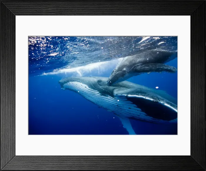 Framed Print : Picture No. 11806995 Framed Print : Picture No. 11806995