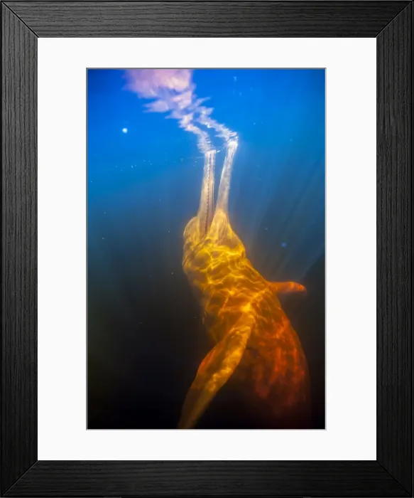 Framed Print : Picture No. 11806996 Framed Print : Picture No. 11806996