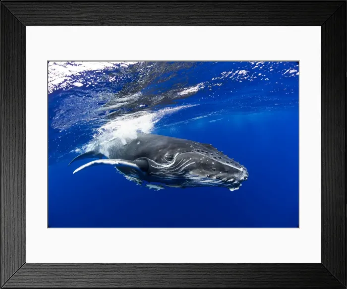 Framed Print : Picture No. 11806997 Framed Print : Picture No. 11806997