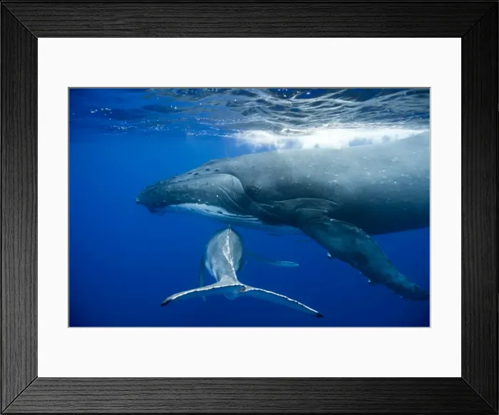 Framed Print : Picture No. 11806998 Framed Print : Picture No. 11806998
