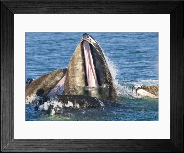 Framed Print : Picture No. 11806999