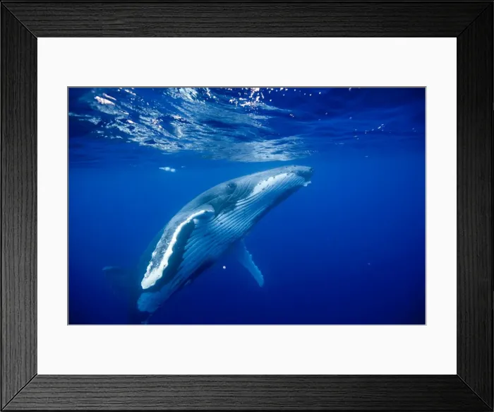 Framed Print : Picture No. 11807001 Framed Print : Picture No. 11807001
