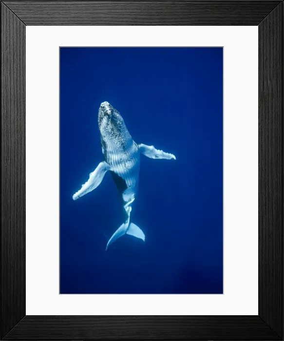 Framed Print : Picture No. 11807002 Framed Print : Picture No. 11807002