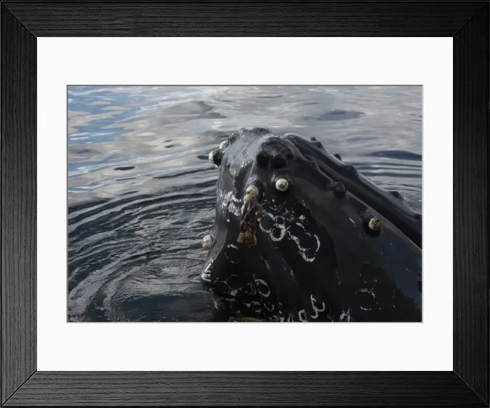 Framed Print : Picture No. 11807003 Framed Print : Picture No. 11807003