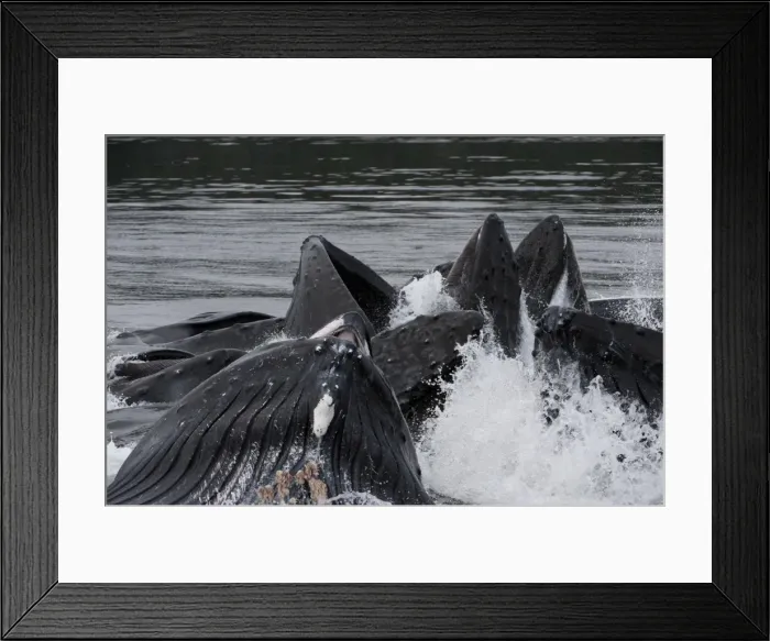 Framed Print : Picture No. 11807005 Framed Print : Picture No. 11807005