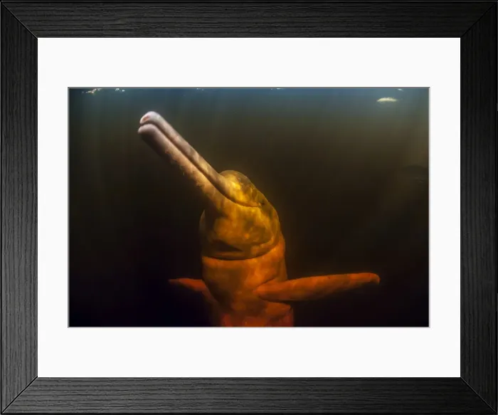 Framed Print : Picture No. 11807004 Framed Print : Picture No. 11807004