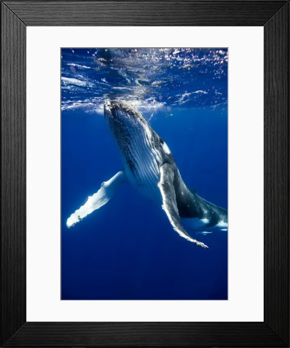 Framed Print : Picture No. 11807006 Framed Print : Picture No. 11807006