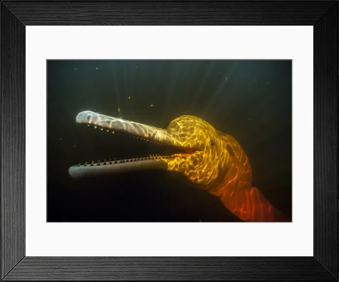 Framed Print : Picture No. 11807008 Framed Print : Picture No. 11807008