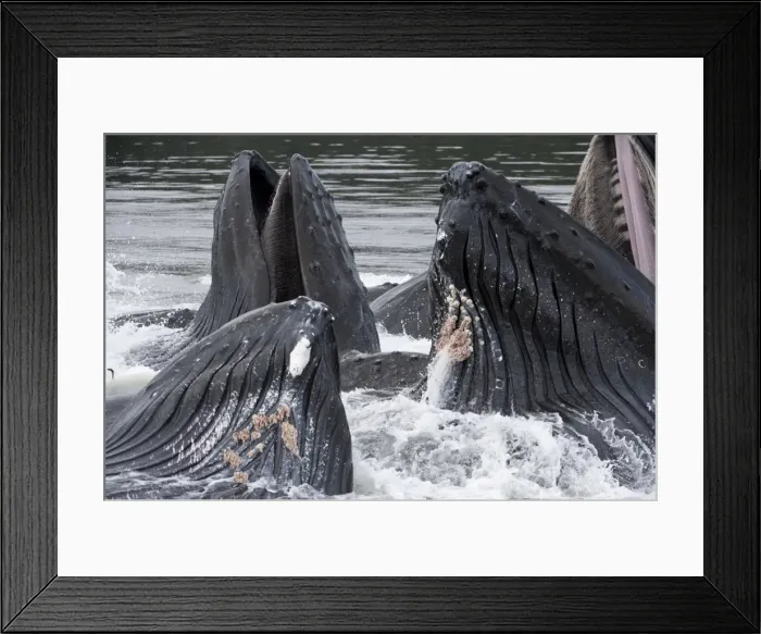 Framed Print : Picture No. 11807009 Framed Print : Picture No. 11807009