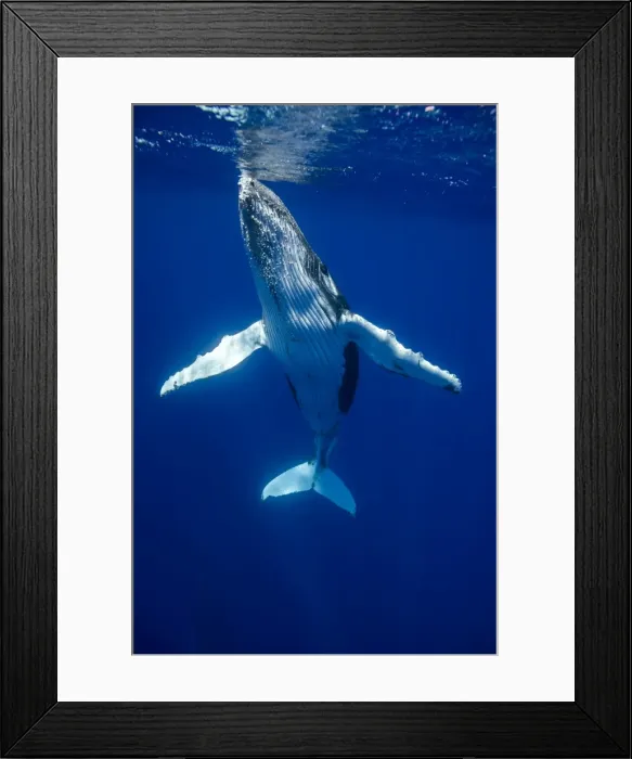 Framed Print : Picture No. 11807010 Framed Print : Picture No. 11807010