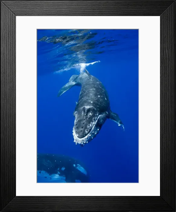 Framed Print : Picture No. 11807011 Framed Print : Picture No. 11807011