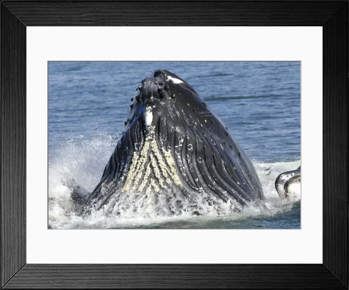 Framed Print : Picture No. 11807012 Framed Print : Picture No. 11807012