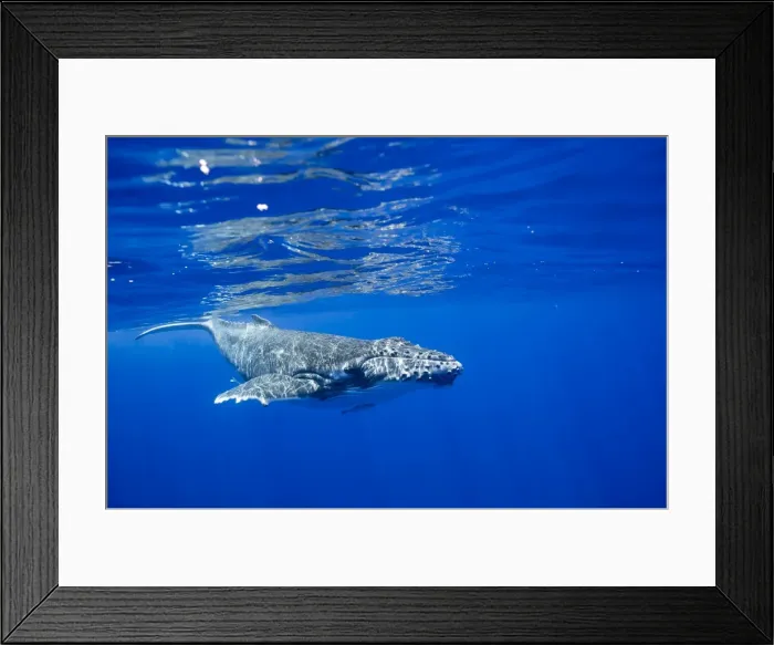Framed Print : Picture No. 11807013 Framed Print : Picture No. 11807013