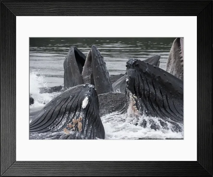 Framed Print : Picture No. 11807014 Framed Print : Picture No. 11807014