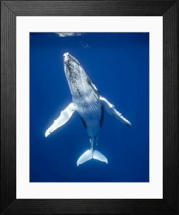 Framed Print : Picture No. 11807015 Framed Print : Picture No. 11807015
