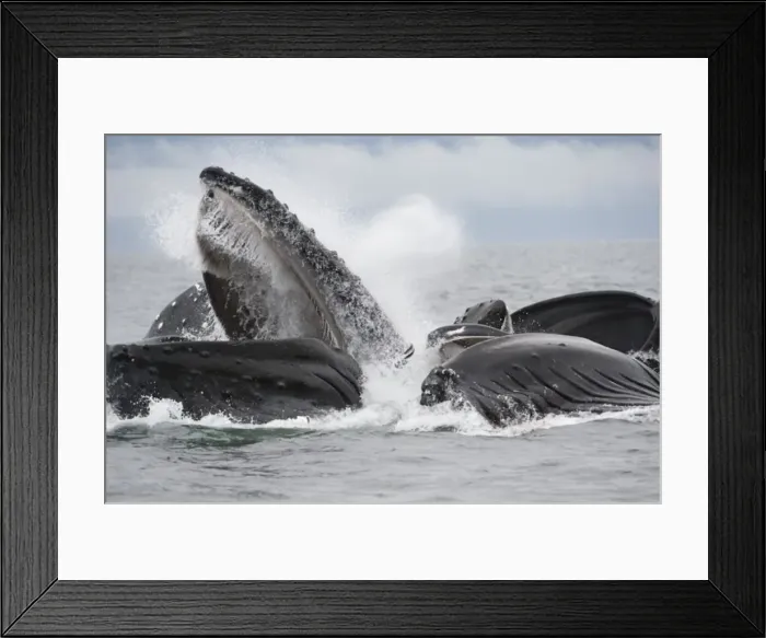 Framed Print : Picture No. 11807017 Framed Print : Picture No. 11807017