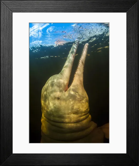 Framed Print : Picture No. 11807016