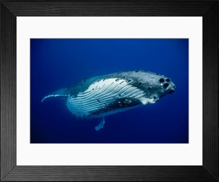 Framed Print : Picture No. 11807018 Framed Print : Picture No. 11807018