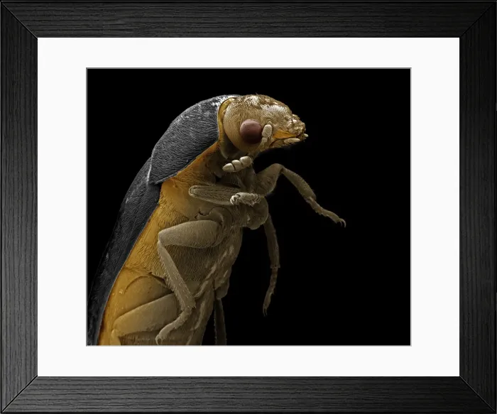 Framed Print : Picture No. 11807020 Framed Print : Picture No. 11807020