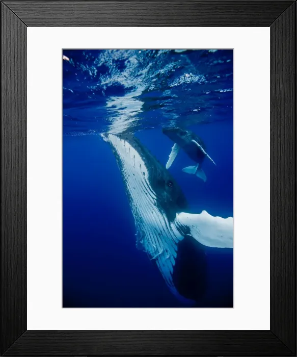 Framed Print : Picture No. 11807019 Framed Print : Picture No. 11807019