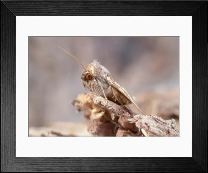 Framed Print : Picture No. 11807023 Framed Print : Picture No. 11807023