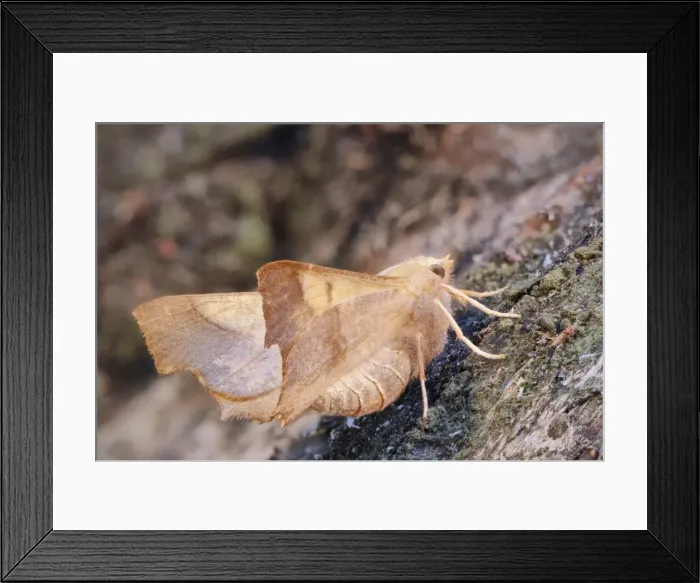 Framed Print : Picture No. 11807024 Framed Print : Picture No. 11807024