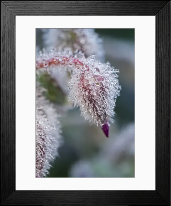 Framed Print : Picture No. 11807026 Framed Print : Picture No. 11807026