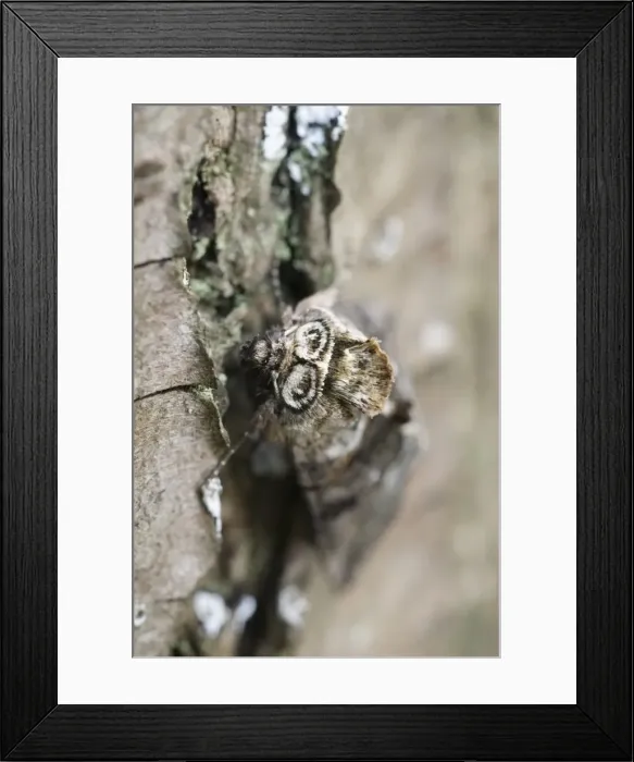 Framed Print : Picture No. 11807028 Framed Print : Picture No. 11807028