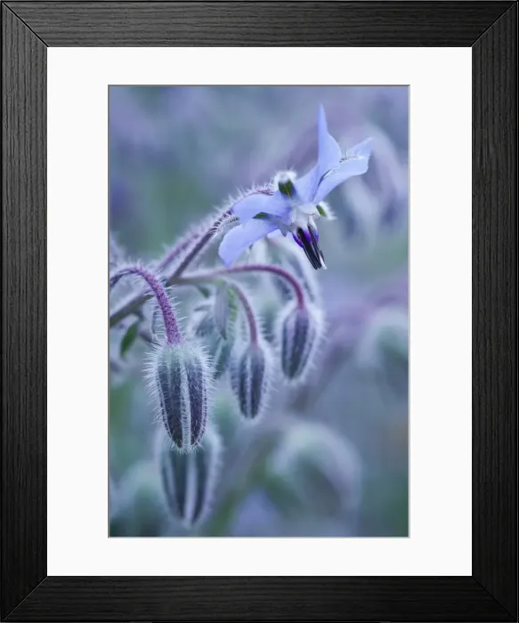 Framed Print : Picture No. 11807029 Framed Print : Picture No. 11807029
