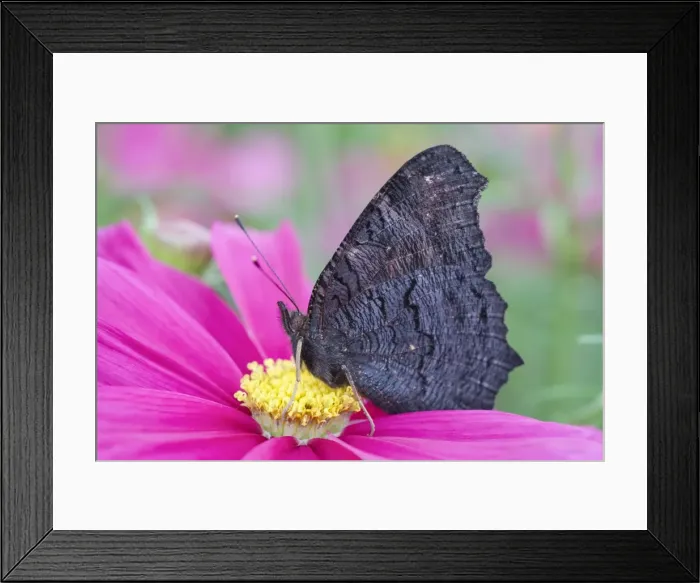 Framed Print : Picture No. 11807030 Framed Print : Picture No. 11807030