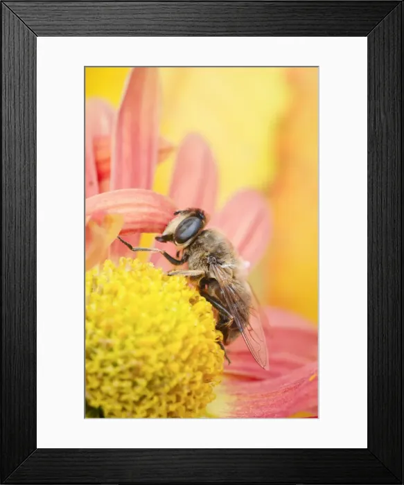 Framed Print : Picture No. 11807032 Framed Print : Picture No. 11807032