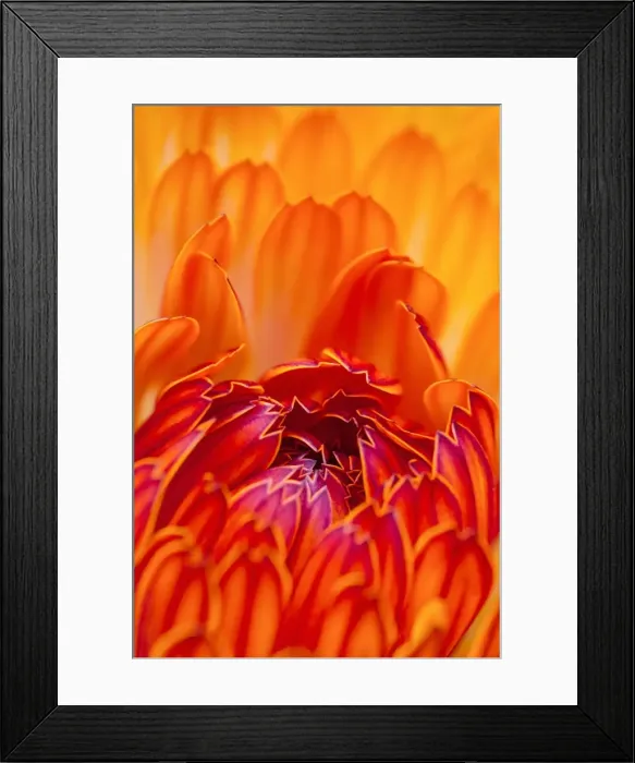 Framed Print : Picture No. 11807033 Framed Print : Picture No. 11807033