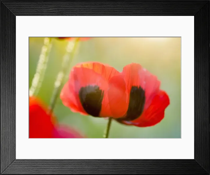 Framed Print : Picture No. 11807034 Framed Print : Picture No. 11807034