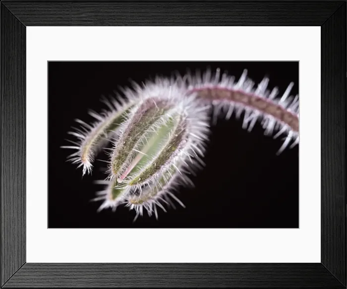 Framed Print : Picture No. 11807035 Framed Print : Picture No. 11807035