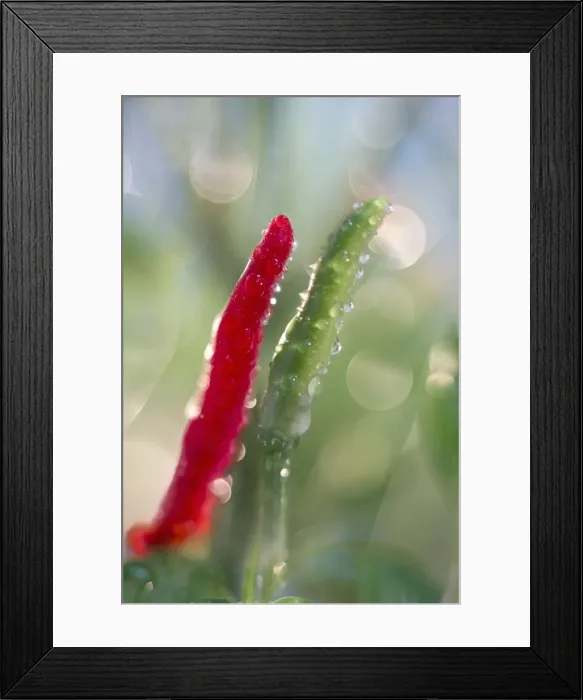 Framed Print : Picture No. 11807036 Framed Print : Picture No. 11807036