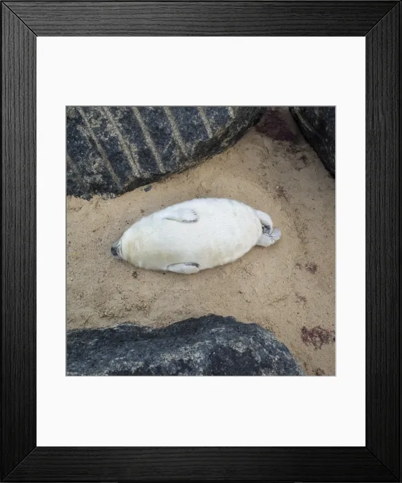 Framed Print : Picture No. 11807039 Framed Print : Picture No. 11807039