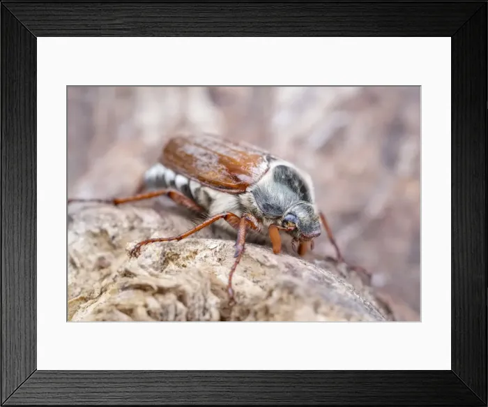 Framed Print : Picture No. 11807041 Framed Print : Picture No. 11807041
