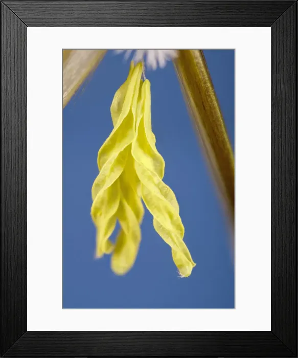 Framed Print : Picture No. 11807042 Framed Print : Picture No. 11807042