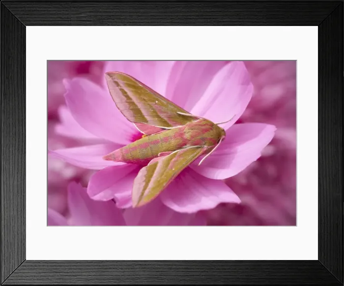 Framed Print : Picture No. 11807044 Framed Print : Picture No. 11807044