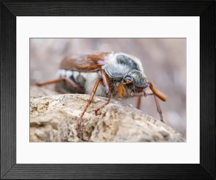 Framed Print : Picture No. 11807045 Framed Print : Picture No. 11807045